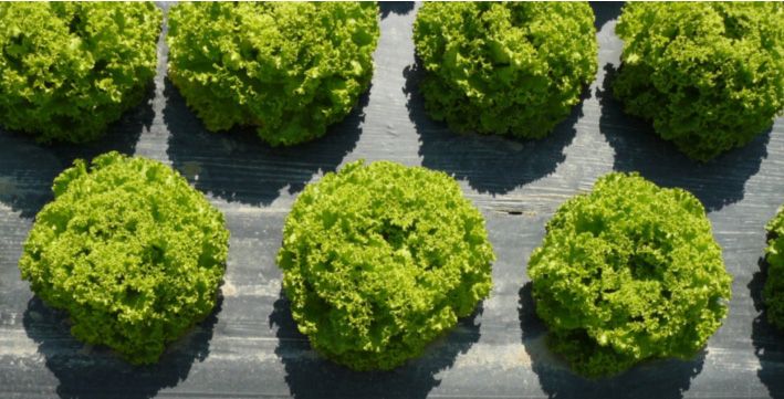 Imagen de Odoo y bloque de texto